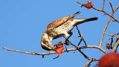 DSCN4680：ツグミ