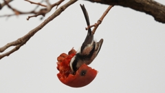 DSCN8577：エナガ