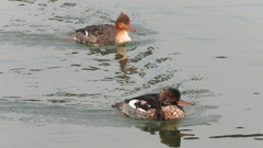 DSCN7253：ウミアイサ