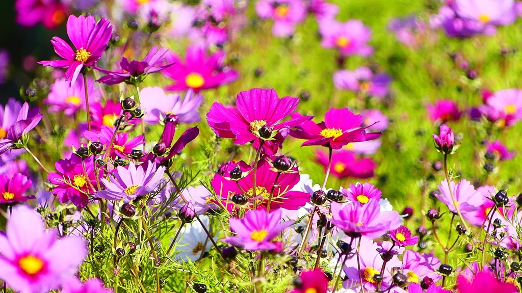 P2420068：コスモス