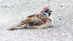 P2280439：スズメ