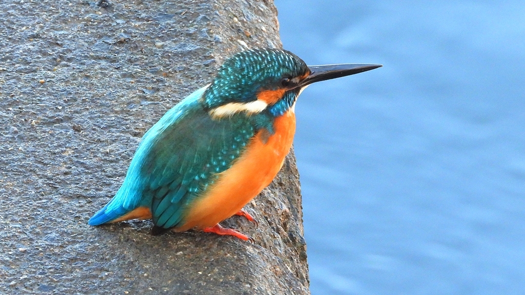 DSCN5659：カワセミ（オス）