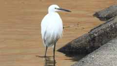 DSCN7299：コサギ