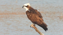 DSCN7331：ミサゴ