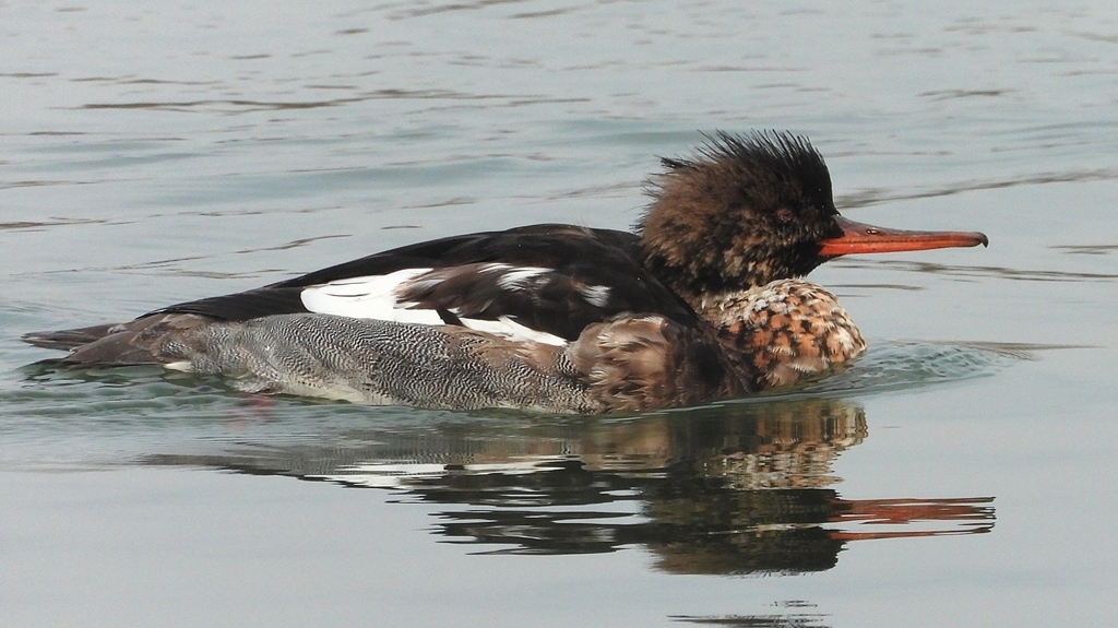 DSCN7239：ウミアイサ