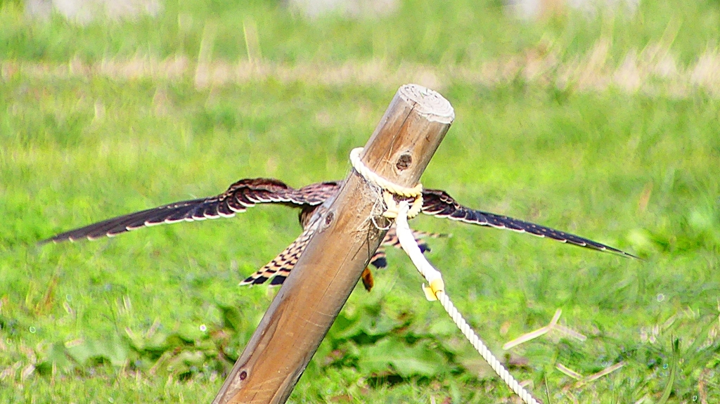 P2340516：チョウゲンボウ