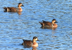 DSCN7875：トモエガモ（オス）