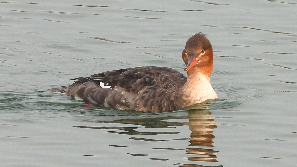 DSCN7292：ウミアイサ