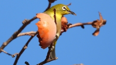 DSCN8731：メジロ