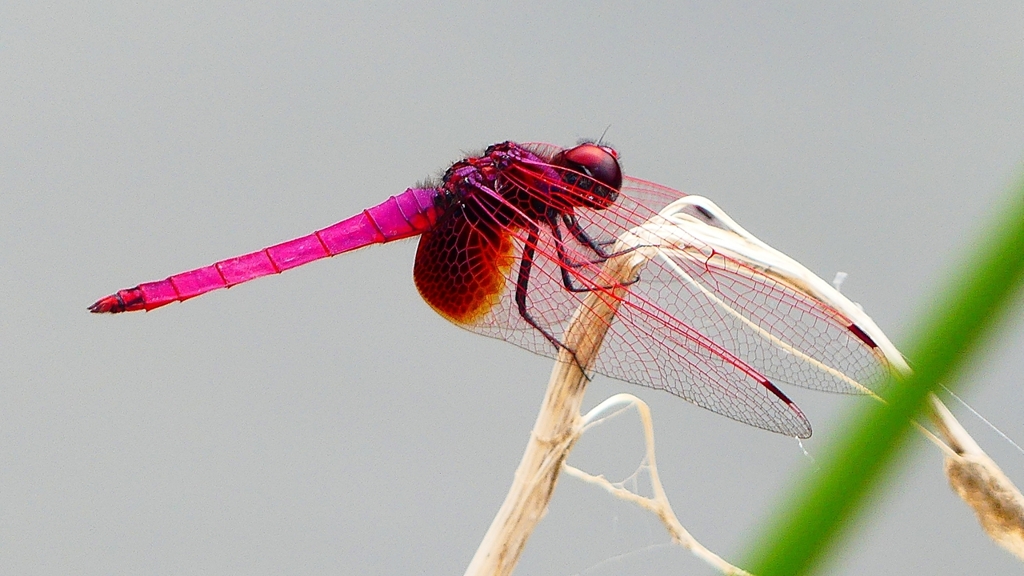 P2280146：ベニトンボ（オス）