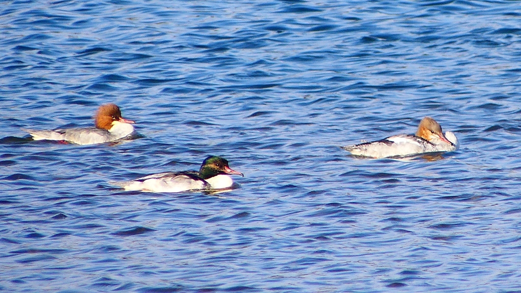 P2380836：カワアイサ