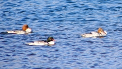 P2380836：カワアイサ