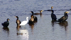 P2360771：カワウ他