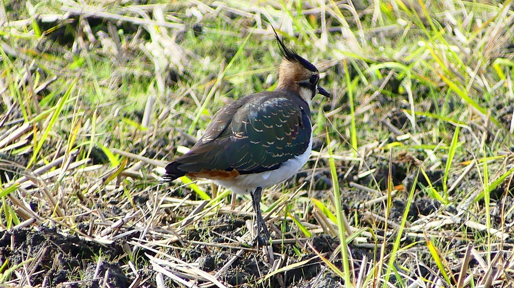 P2340835：タゲリ