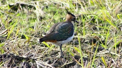 P2340835：タゲリ