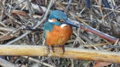 DSCN5139：カワセミ（オス）