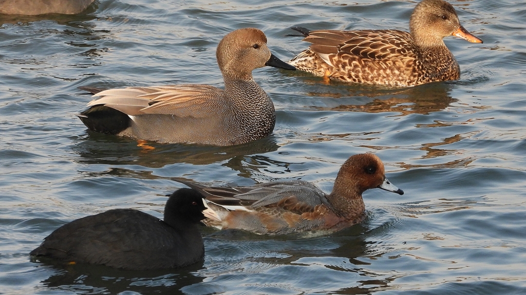 DSCN3925：オカヨシガモ他