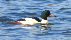 DSCN1400：カワアイサ（オス）