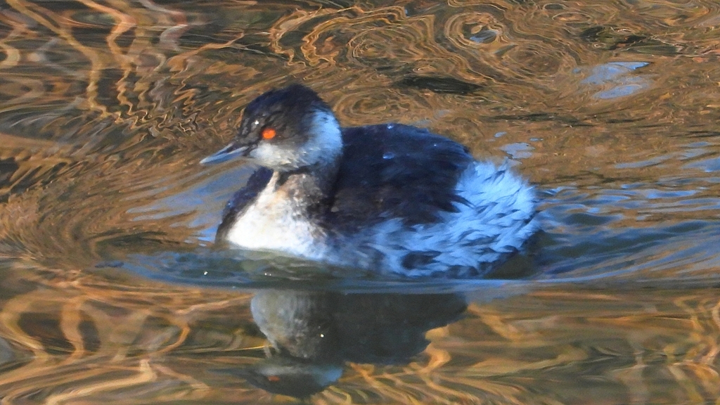 DSCN7045：ハジロカイツブリ