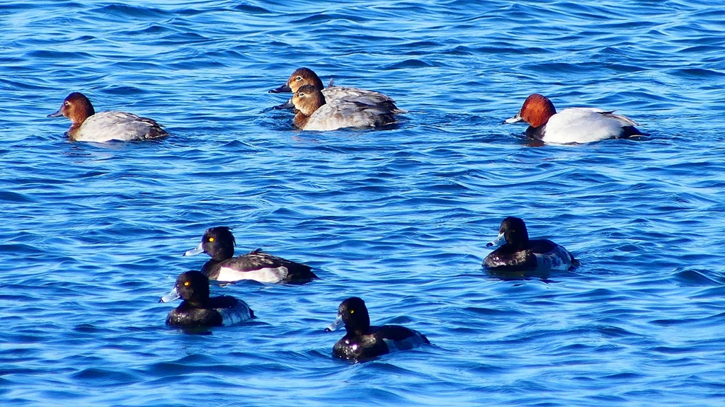 P2380539：ホシハジロ、キンクロハジロ