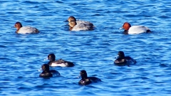 P2380539：ホシハジロ、キンクロハジロ