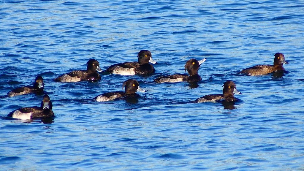 P2380070：キンクロハジロ