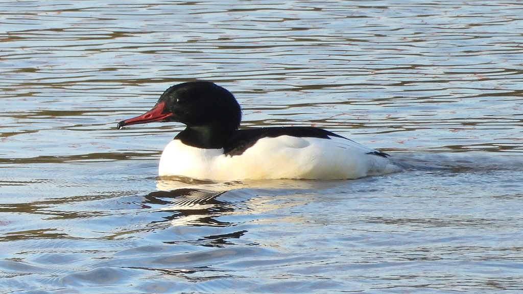 DSCN5286：カワアイサ（オス）