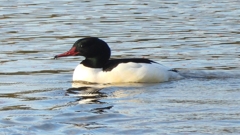 DSCN5286：カワアイサ（オス）