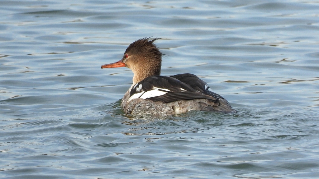 DSCN3233：ウミアイサ（オス）