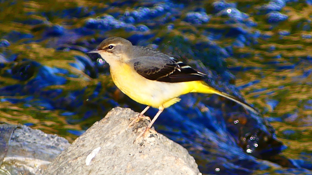 P2270029：キセキレイ