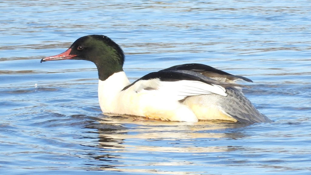 DSCN5235：カワアイサ（オス）