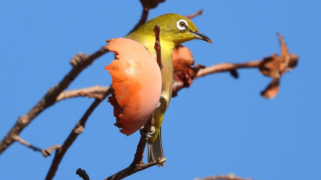 DSCN8730：メジロ