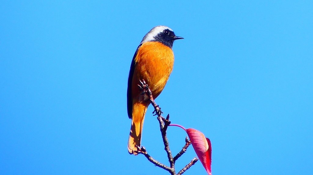 P2360176：ジョウビタキ（オス）