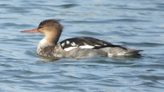 DSCN3273：ウミアイサ（オス）