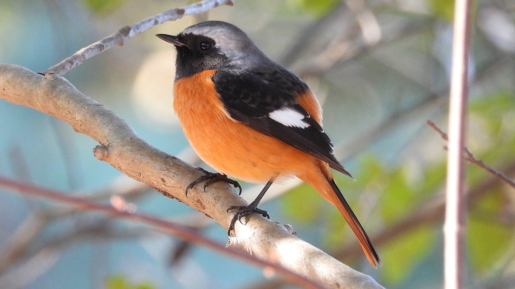 DSCN8347：ジョウビタキ（オス）