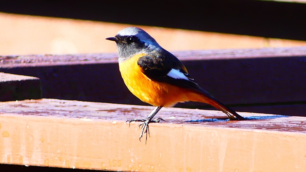 P2370615：ジョウビタキ（オス）