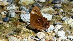 P2260562：クロヒカゲ