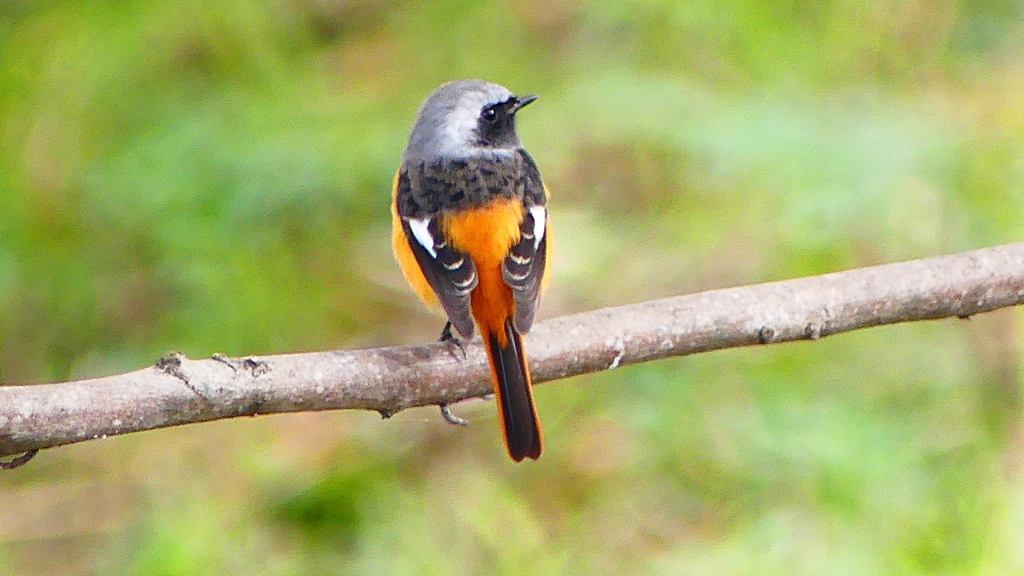 P2370071：ジョウビタキ（オス）