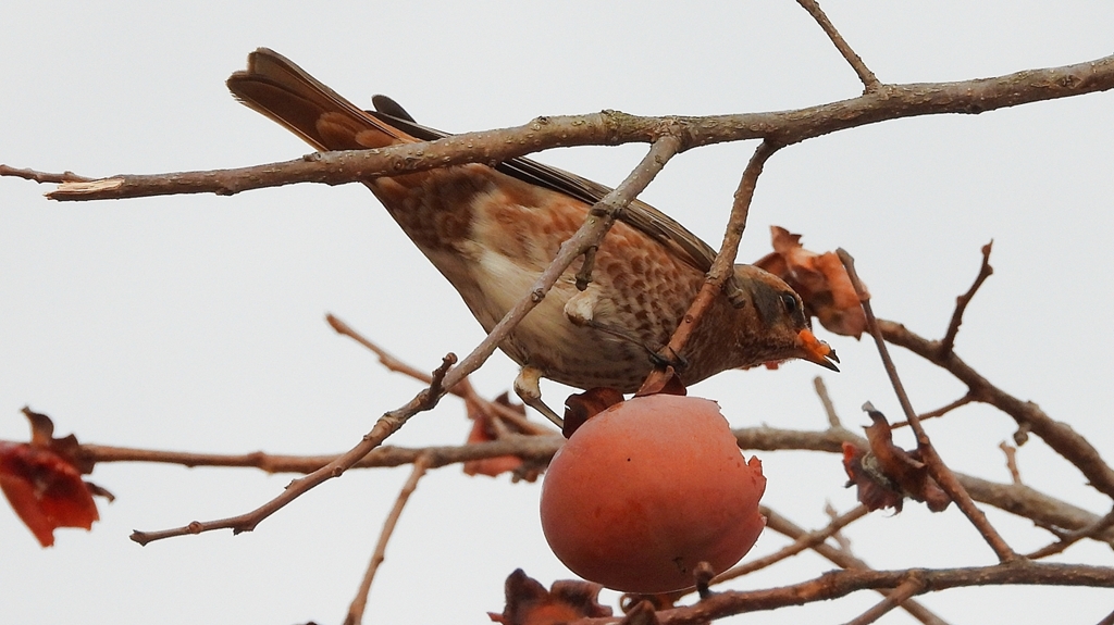 DSCN8579：ハチジョウツグミ