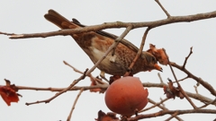 DSCN8579：ハチジョウツグミ