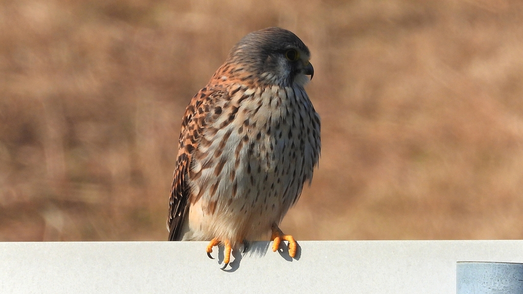 DSCN6697：チョウゲンボウ