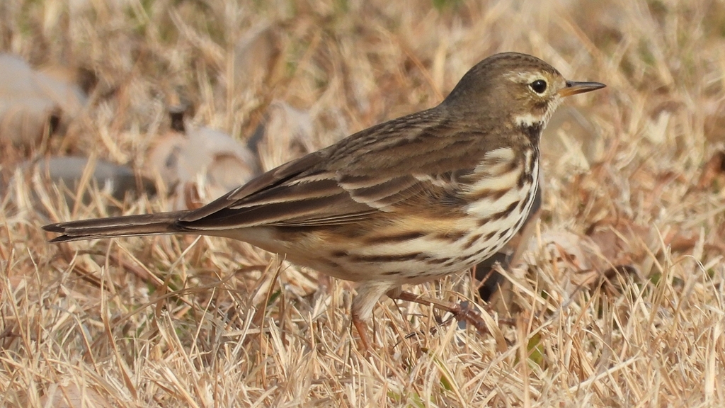 DSCN7595：タヒバリ