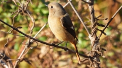 DSCN5462：ジョウビタキ（メス）