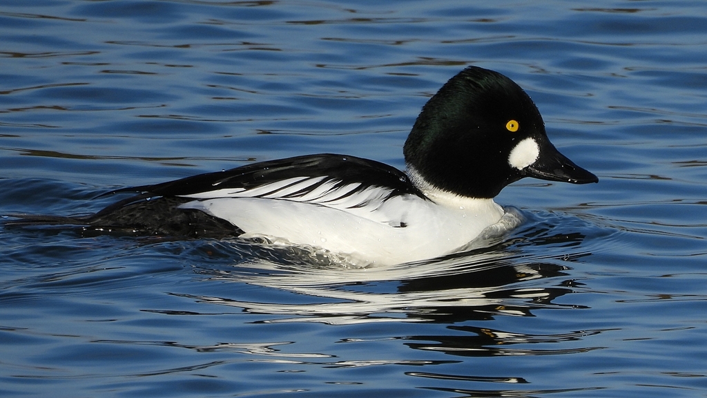 DSCN2661：ホオジロガモ（オス）