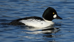 DSCN2661：ホオジロガモ（オス）