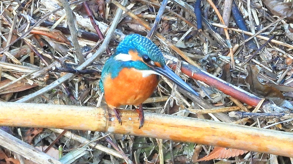 DSCN5145：カワセミ（オス）