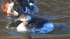 DSCN7047：ハジロカイツブリ