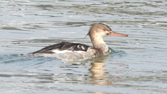 DSCN4539：ウミアイサ（オス）