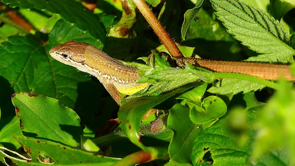 P2330487：ニホンカナヘビ