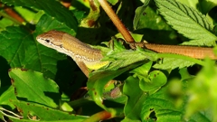 P2330487：ニホンカナヘビ